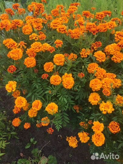 Рассада лаватеры, бархатцев, шток розы