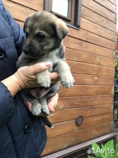 Продаём щенков