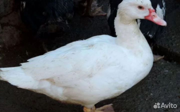 Мускусные белые уточки