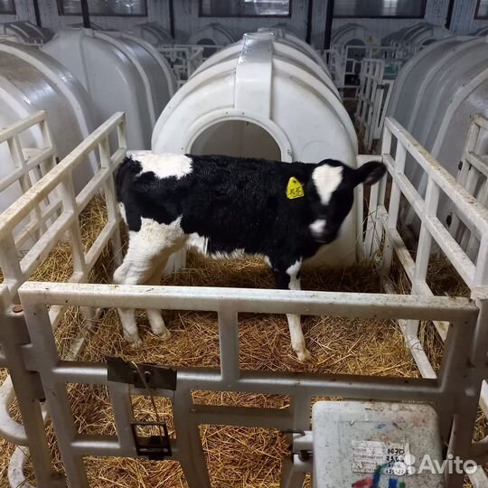 Телята бычки