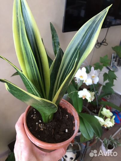 Сансевиерия голден flame