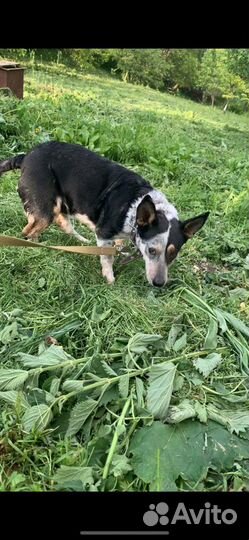 Ищет дом не большая Собачка Лика