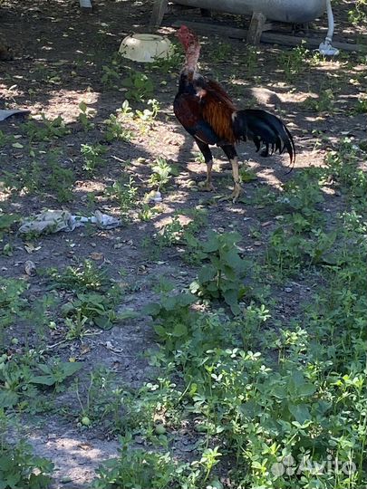 Бойцовые петухи