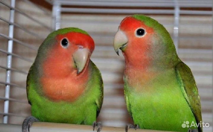Попугаи неразлучники розовощекие зеленые