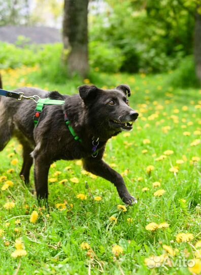 Невероятный Мик ищет дом