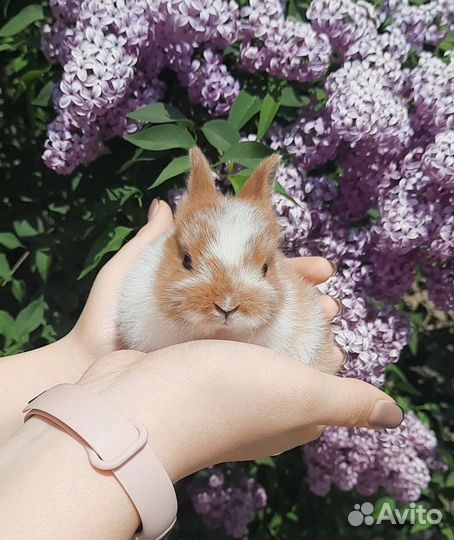 Карликовые крольчата