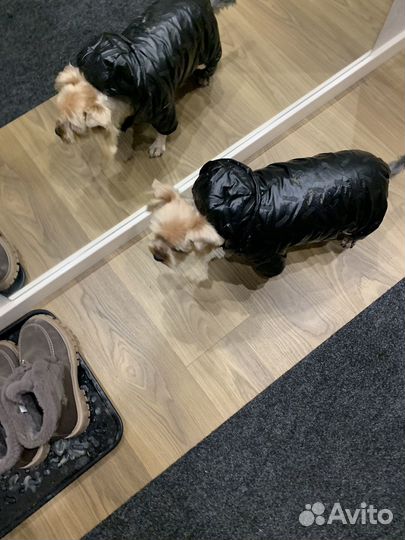 Отдам бесплатно йоркширский терьер мальчик