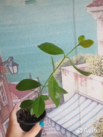 Гуава лимонная