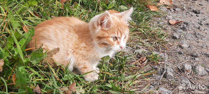 Котёнок (кот)