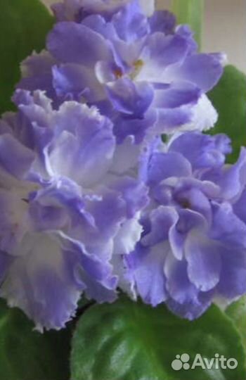 Фиалка Пельмешка и Ко