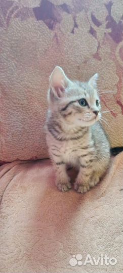 Шотландская