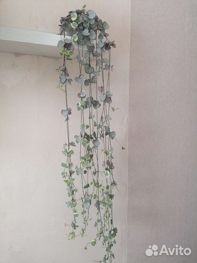 Церопегия вуда вариегатная