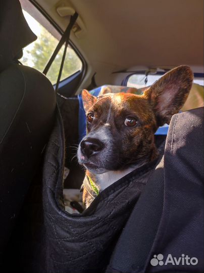 Перевозка животных зоотакси