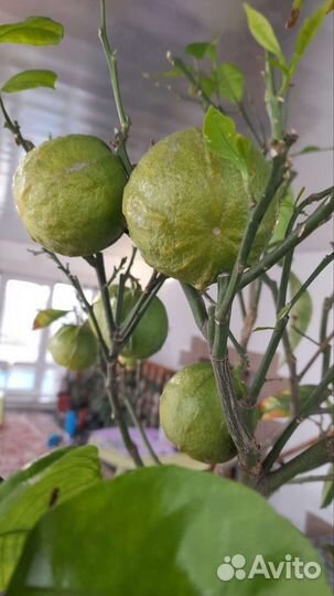 Саженцы лимона мандарин апельсина грейпфрута
