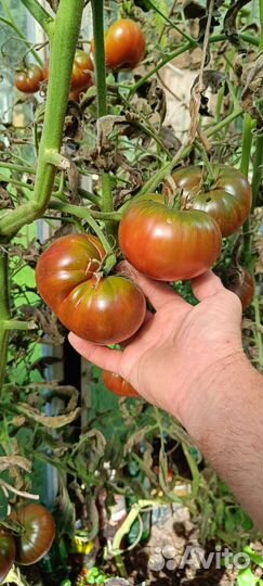 Рассада помидор и перцев