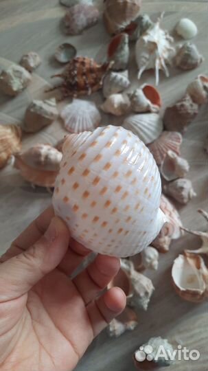 Морские ракушки раковины