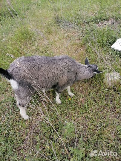 Козы, козёл и козлята