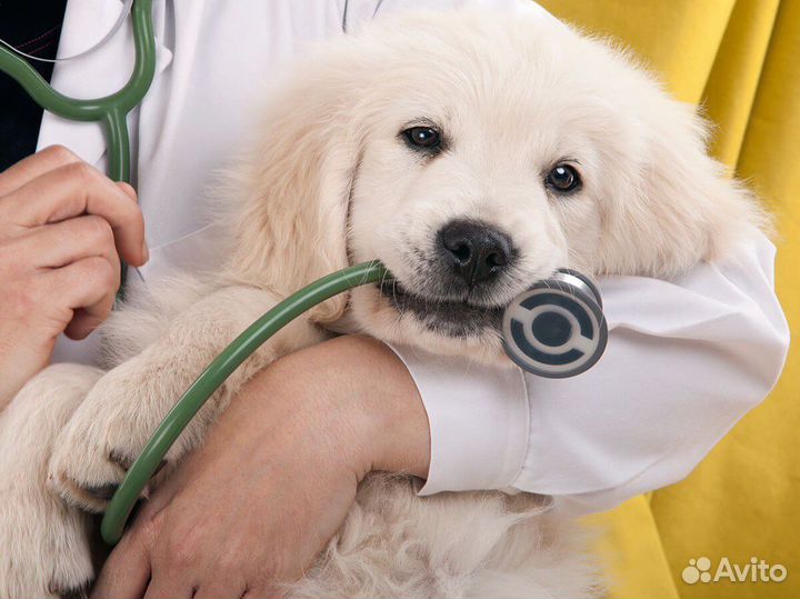 Ветеринарный врач на дом