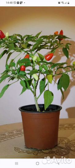 Перец домашний горький