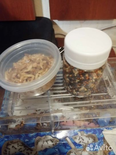 Муравьиная ферма с муравьями