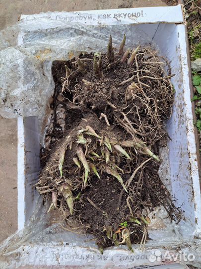 Хоста (деленка)