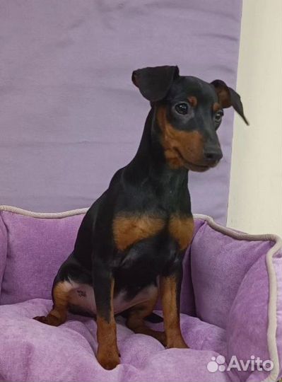 Цвергпинчеры щенки