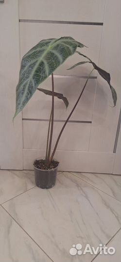 Алоказия Лонгилоба Сильвер (Кортхалси Грандис)