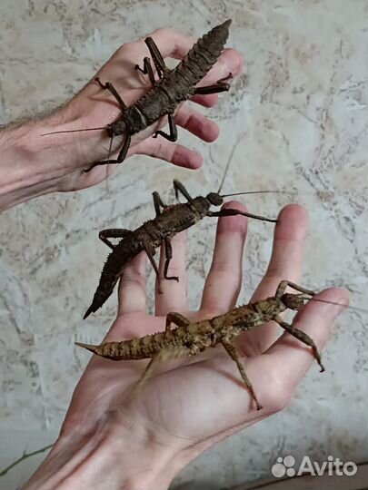 Палочник Новогвинейский (Eurycantha calcarata)