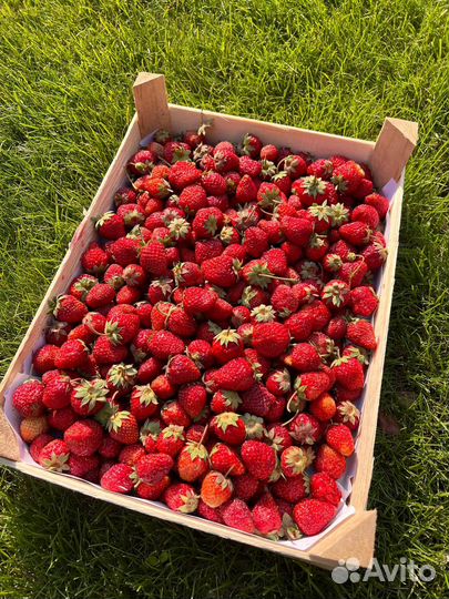 Клубника свежая ягода из Киргизии