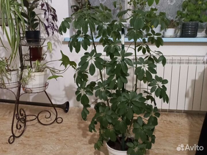 Комнатные растения