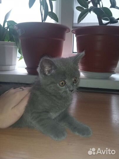 Британский котёнок