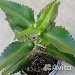 Каланхоэ лечебный живородящий цветок