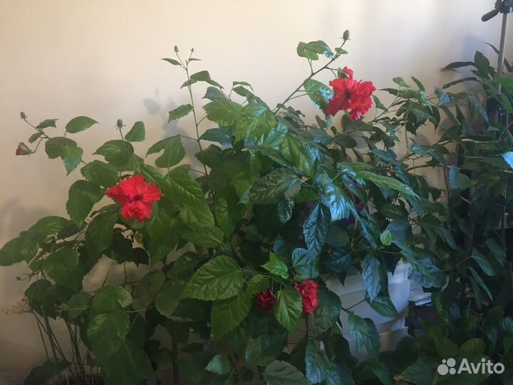 Дерево 6 лет Гибискус китайская роза