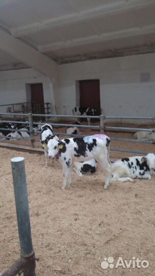 Бычки и телята доставка