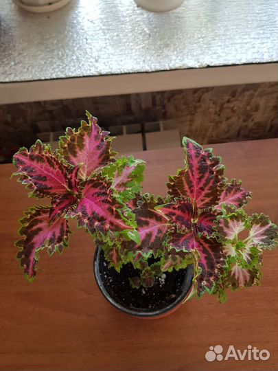 Колеусы сортовые