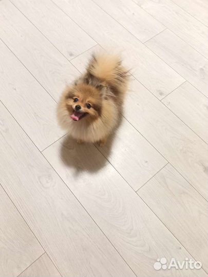 Померанский шпиц