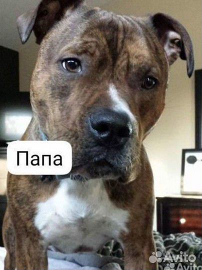 Щенки стаффа + дворняшка