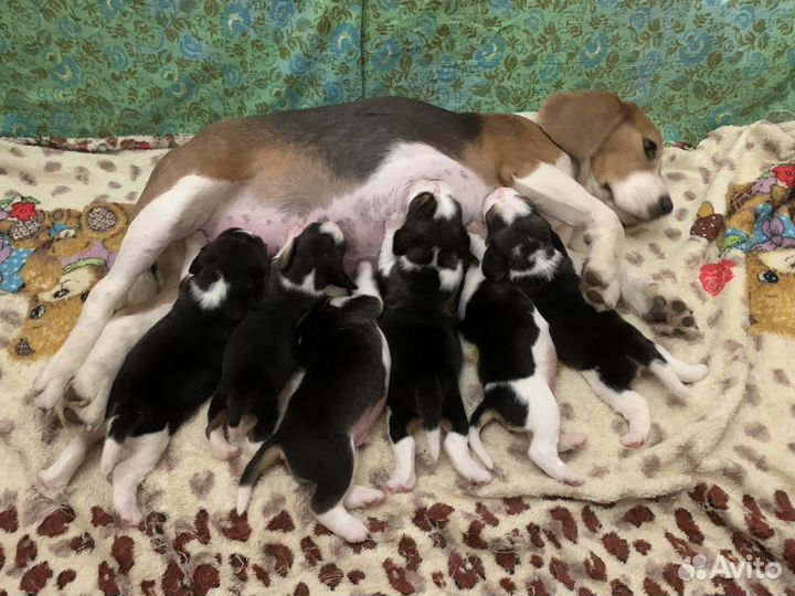 Бигль щенки