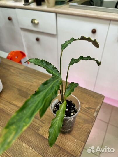 Калатея элгер грасс