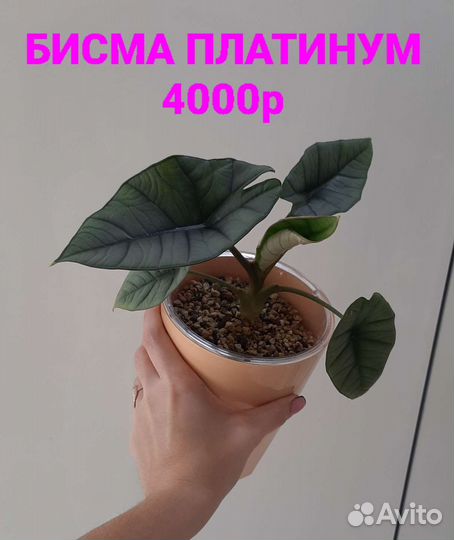 Алоказии бисма,пинк,сильвер,юкатан,мело