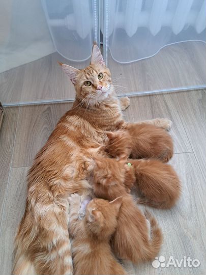 Котята мейн-кун