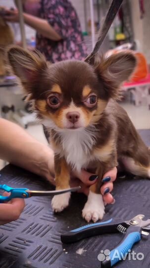 Модели на груминг Бесплатная стрижка собак