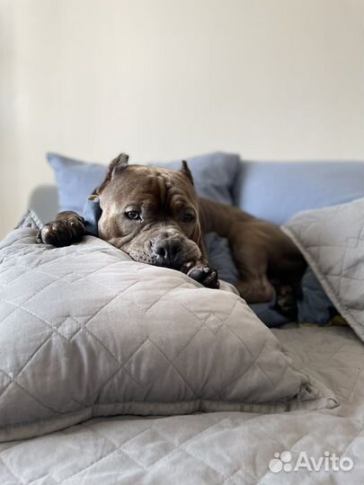 Американский булли классик вязка