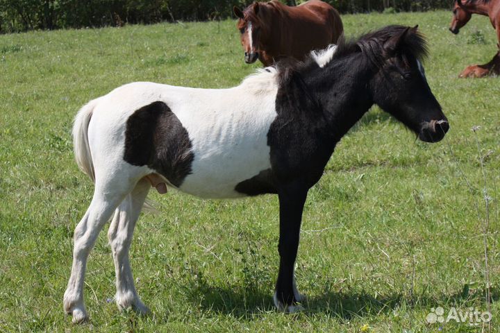 Шетлендские пони, арабо-пони, шетленд