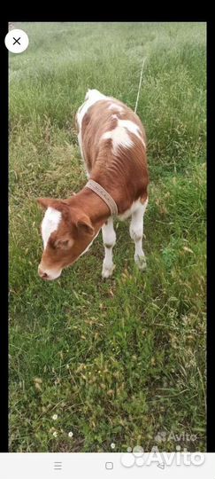 Коровы и телята