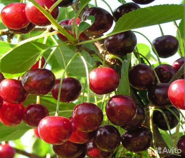 Черевишня (саженцы)