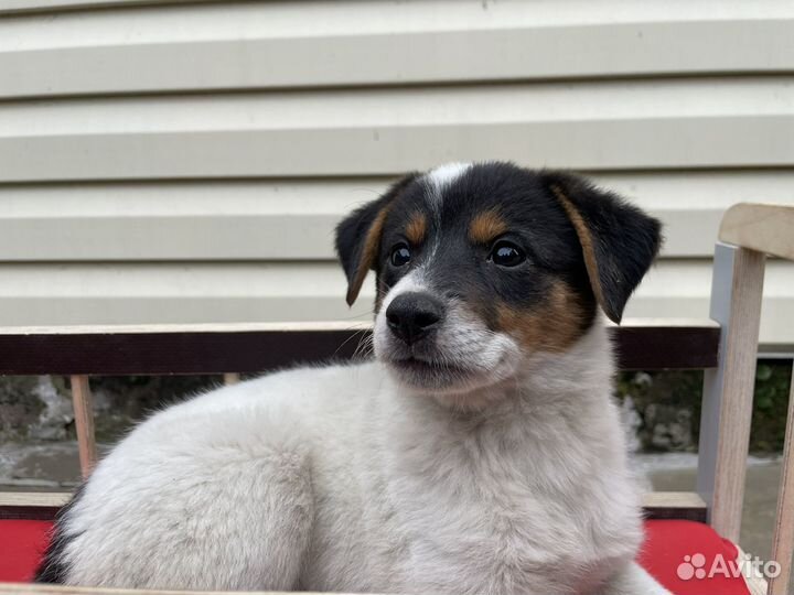 Щенок в добрые руки