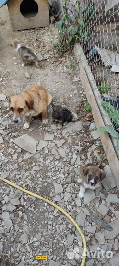 Щенки