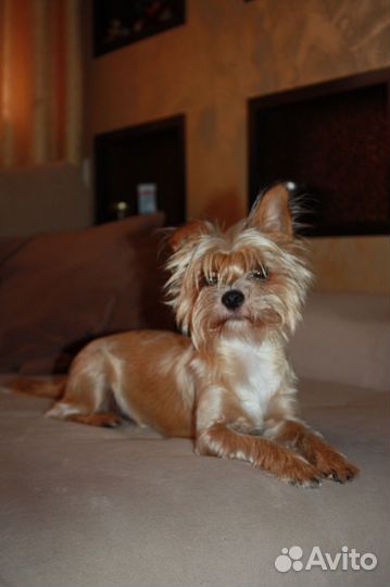 Йоркширский терьер вязка