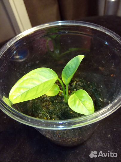 Филодендрон Розовая Принцесса, эпипремнум Себу Блю